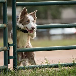 Bilder Die Abenteuer von Pepper & Paula