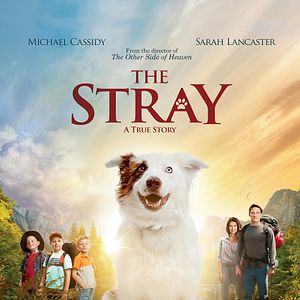 Bilder Pluto - Ein Schutzengel auf vier Pfoten