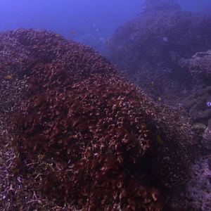 Bilder Chasing Coral