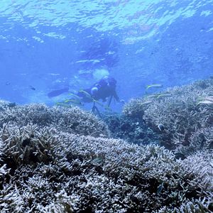 Bilder Chasing Coral