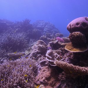 Bilder Chasing Coral