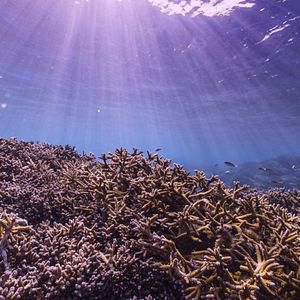 Bilder Chasing Coral