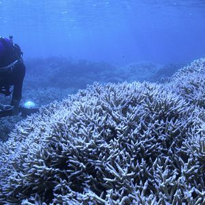 Bilder Chasing Coral