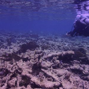 Bilder Chasing Coral