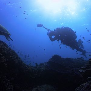 Bilder Chasing Coral