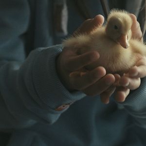 Bilder Zugvögel - Wenn Freundschaft Flügel verleiht