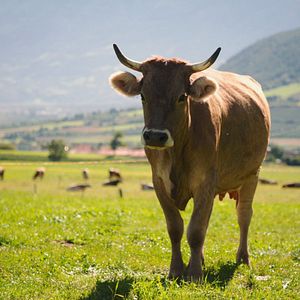 Bilder Das System Milch