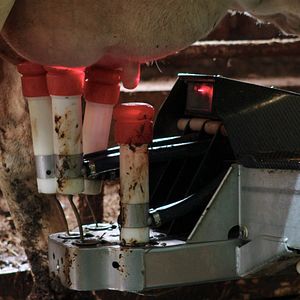 Bilder Das System Milch