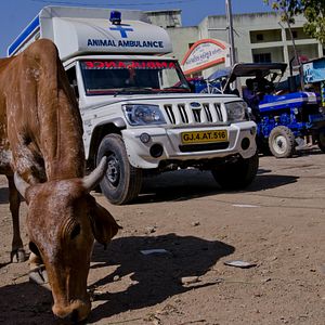 Bilder The End Of Meat - Eine Welt ohne Fleisch
