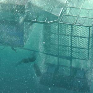 Bilder Open Water: Cage Dive