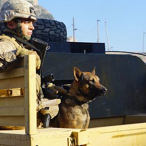 Bilder Sergeant Rex - Nicht ohne meinen Hund