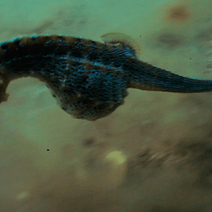 Bilder La Danza del Hipocampo