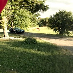 Bilder Nicholas Hamilton