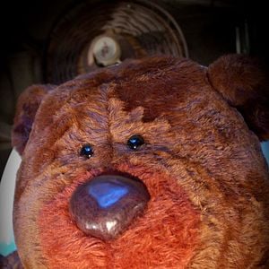 Bilder Day Of The Comet