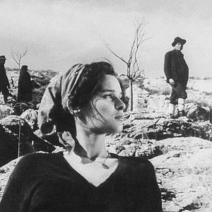 Bilder Under the Olive Tree