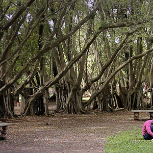 Bilder O Corpo em Terapia