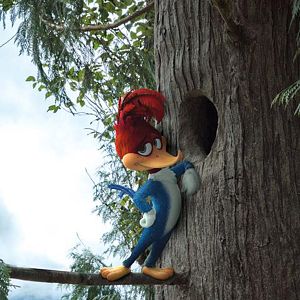 Bilder Woody Woodpecker