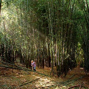 Bilder Bosque de Niebla