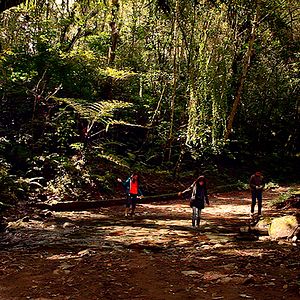 Bilder Bosque de Niebla