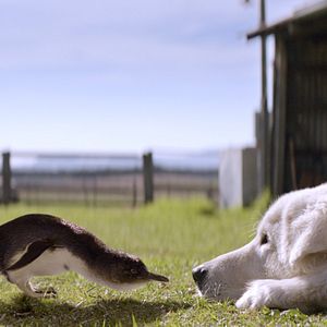 Bilder Oddball - Retter der Pinguine