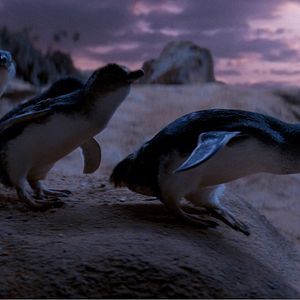 Bilder Oddball - Retter der Pinguine