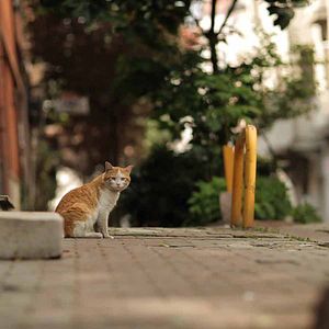 Bilder Kedi - Von Katzen und Menschen