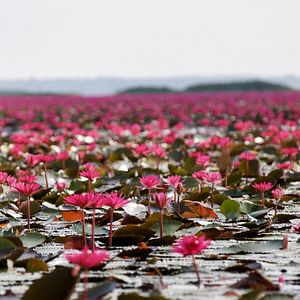 Bilder Wildes Thailand
