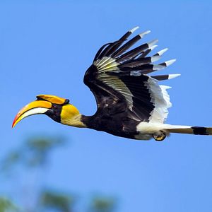 Bilder Wildes Thailand