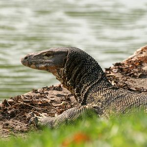 Bilder Wildes Thailand