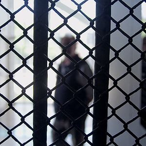 Bilder El color del camaleón