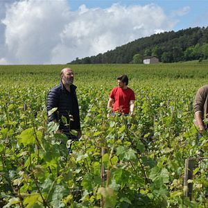 Bilder Der Wein und der Wind