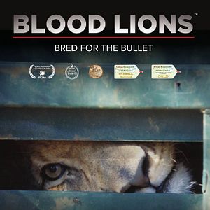 Bilder Blood lions