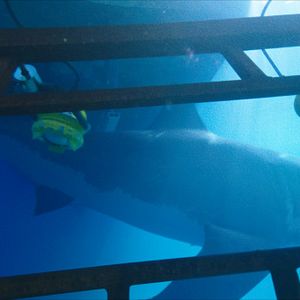 Bilder 47 Meters Down