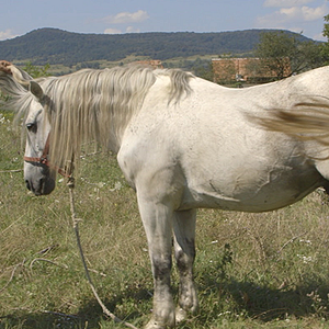 Bilder Die Geister, die mich riefen