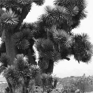 Bilder A morir a los desiertos