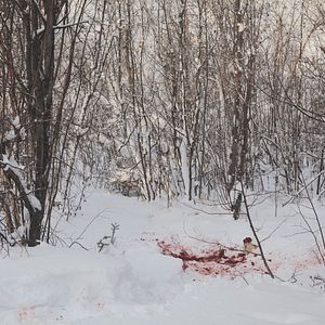 Bilder Maneater - Tod aus der Kälte