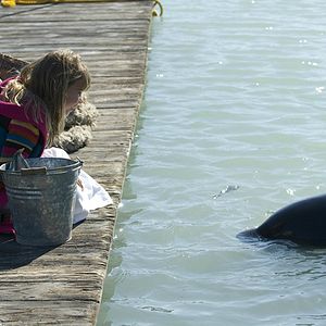 Bilder Free Willy – Rettung aus der Piratenbucht