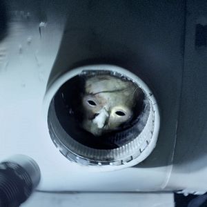 Bilder Banshee Chapter