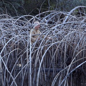 Bilder Leaning Into The Wind - Andy Goldsworthy