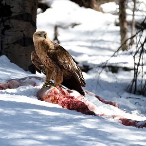 Bilder Kelsey Asbille