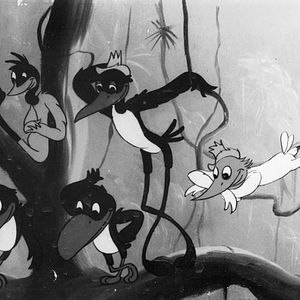 Bilder Sinfonia Amazônica