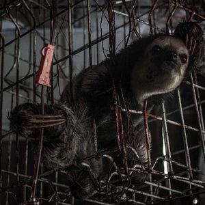 Bilder Die Geister des Flusses