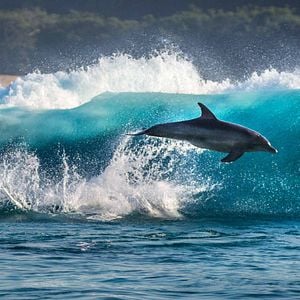 Bilder Delfine