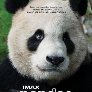Bilder Pandas