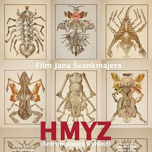 Bilder Hmyz