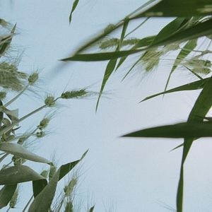 Bilder Wild Relatives