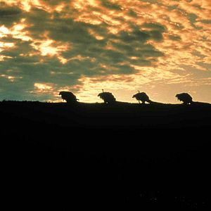 Bilder Der dunkle Kristall