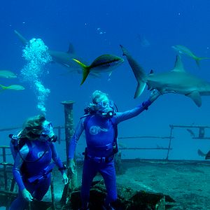 Bilder Wonders Of The Sea