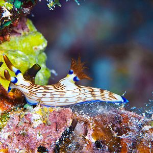 Bilder Wonders Of The Sea