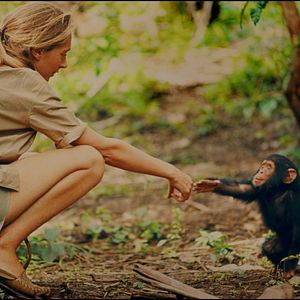Bilder Jane Goodall
